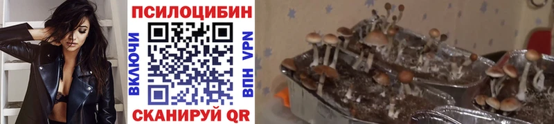 сколько стоит  Липки  Псилоцибиновые грибы мицелий 